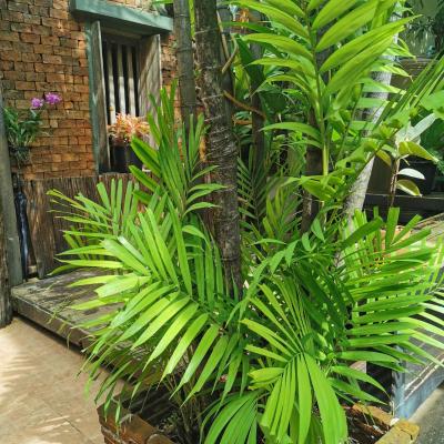 Sri Ayuttaya Guesthouse (23 /11 Si Ayutthaya 14 10300 Bangkok)